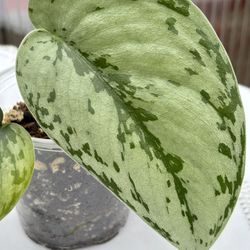 Scindapsus Silver Sierra