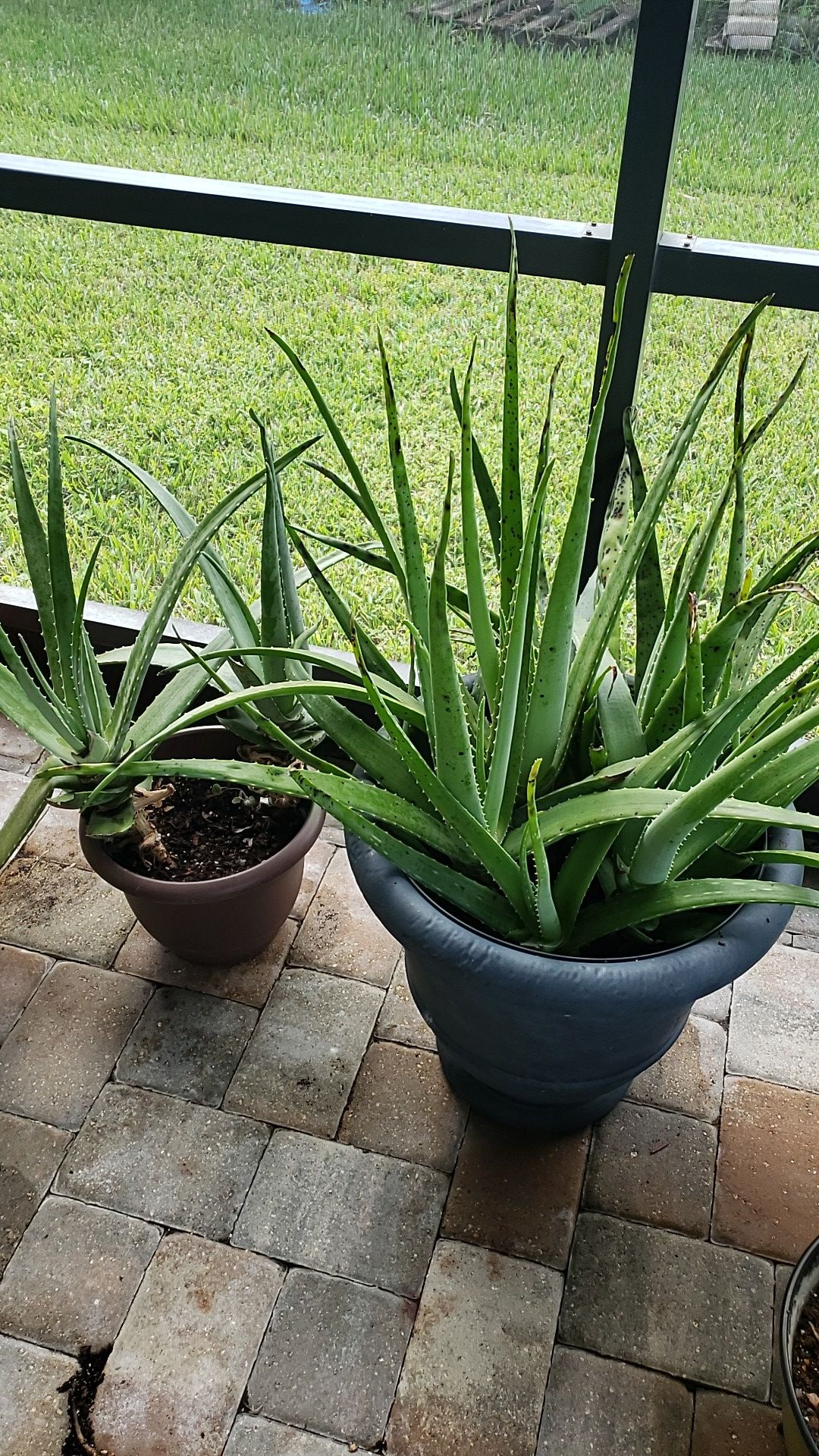 Aloe vera plants