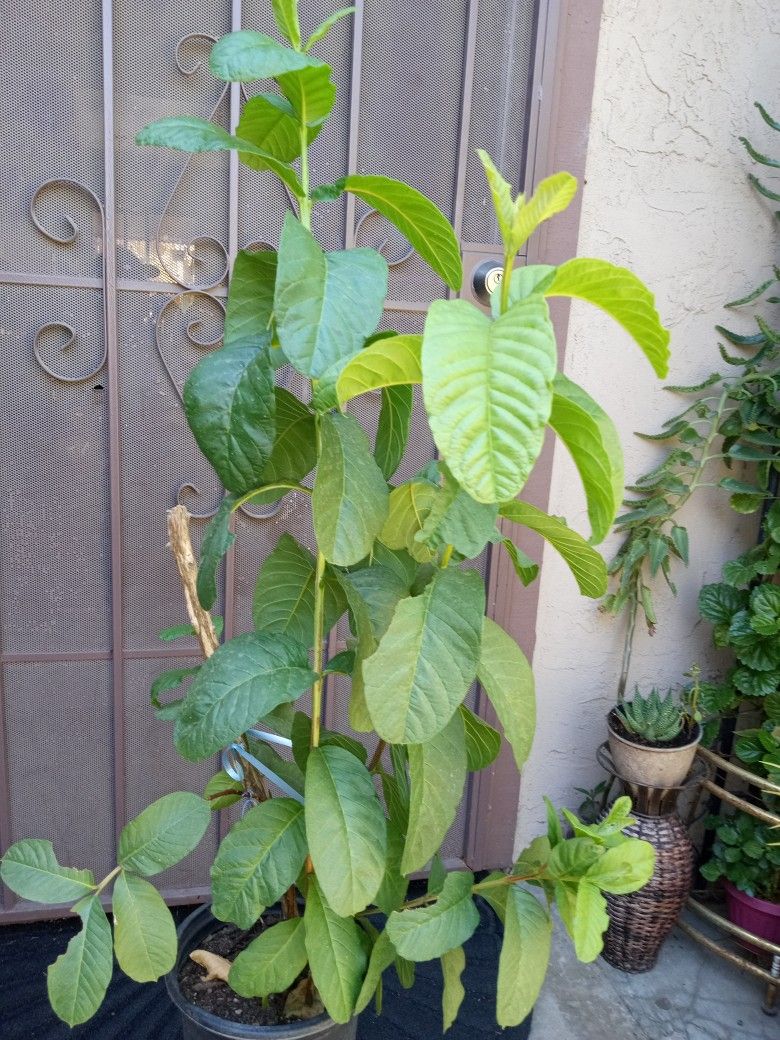 árbol de guallabo blanco