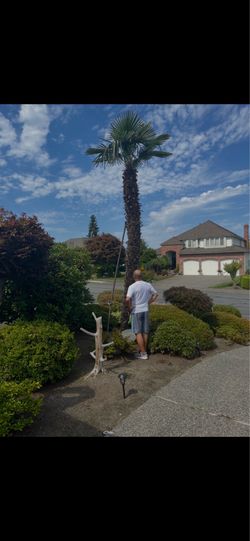 Mature Palm Tree