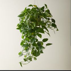 Pothos Indoor Plant