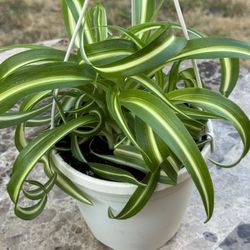 Curly Spider Plant