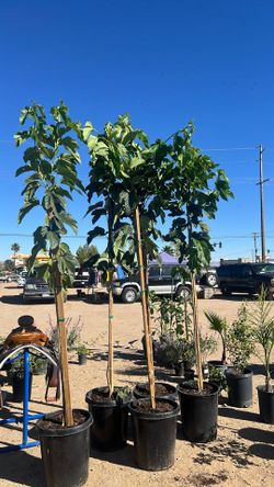 Mulberry Trees