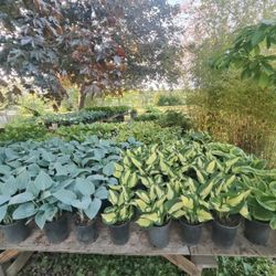 Hostas, Palm Trees, and Hydrangeas 
