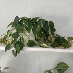 Plant With Pot