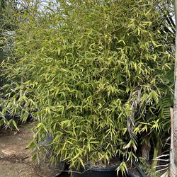 Bamboo plant 25gal