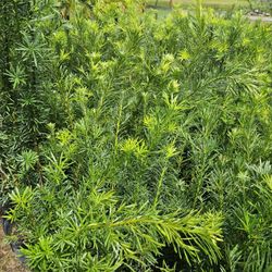 Podocarpus Starting$10 4  Get Tal $35 6 Feet Tall 