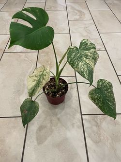 Monstera mint plant