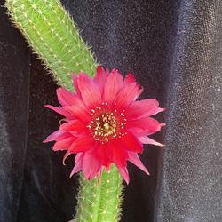 Easter lily cactus aka peanut cactus in Bud(s)