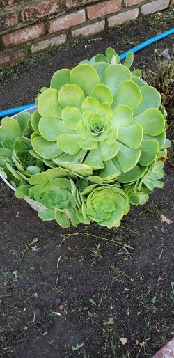 Succulent bunch and clippings