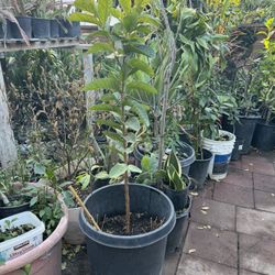 Thai White Guava Tree Over 4 Feet
