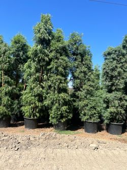 Poducarpus 12 feet  tall privacy wall free delivery if you buy 10 or more