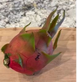 Rare Opal Opel Gray Martin's Dragon Fruit Cutting Rooted Plant