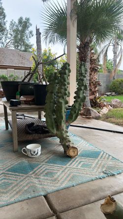 Monstrous Totem Pole Cactus