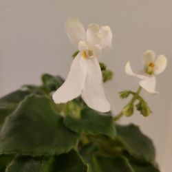 Fancy Semi-Mini African Violet