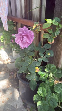 Lila rose  plant