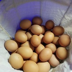 Fresh eggs 