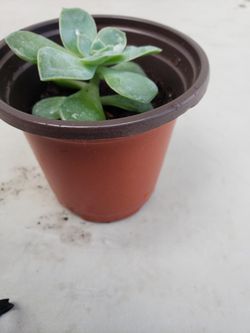 Succulent