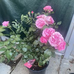 LEONADO DA VINCI Rose Bush , Large Flower Clusters. In 5 Gallons Pot Pick Up Only