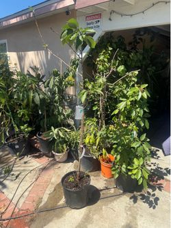 Bing Cherry tree as a healthy, mature ~8-foot tall specimen — strong trunk, lush leaves, thriving in your
