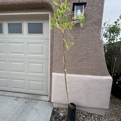 Large Tall Moringa Tree
