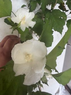 Hibiscus