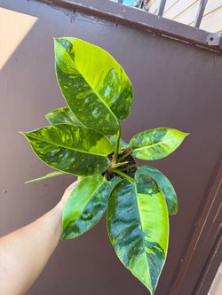 6” xl philodendron green Congo variegated