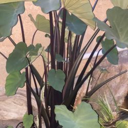 Elephant Ear Plant   