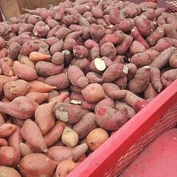 Camotes/ sweet patatoes