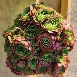 RARE PLANTS FOR SALE TODAY IN SAN LORENZO. LAST SALE TODAY