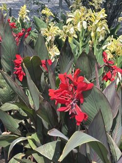 Canna Lily