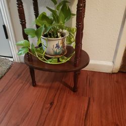 Plant