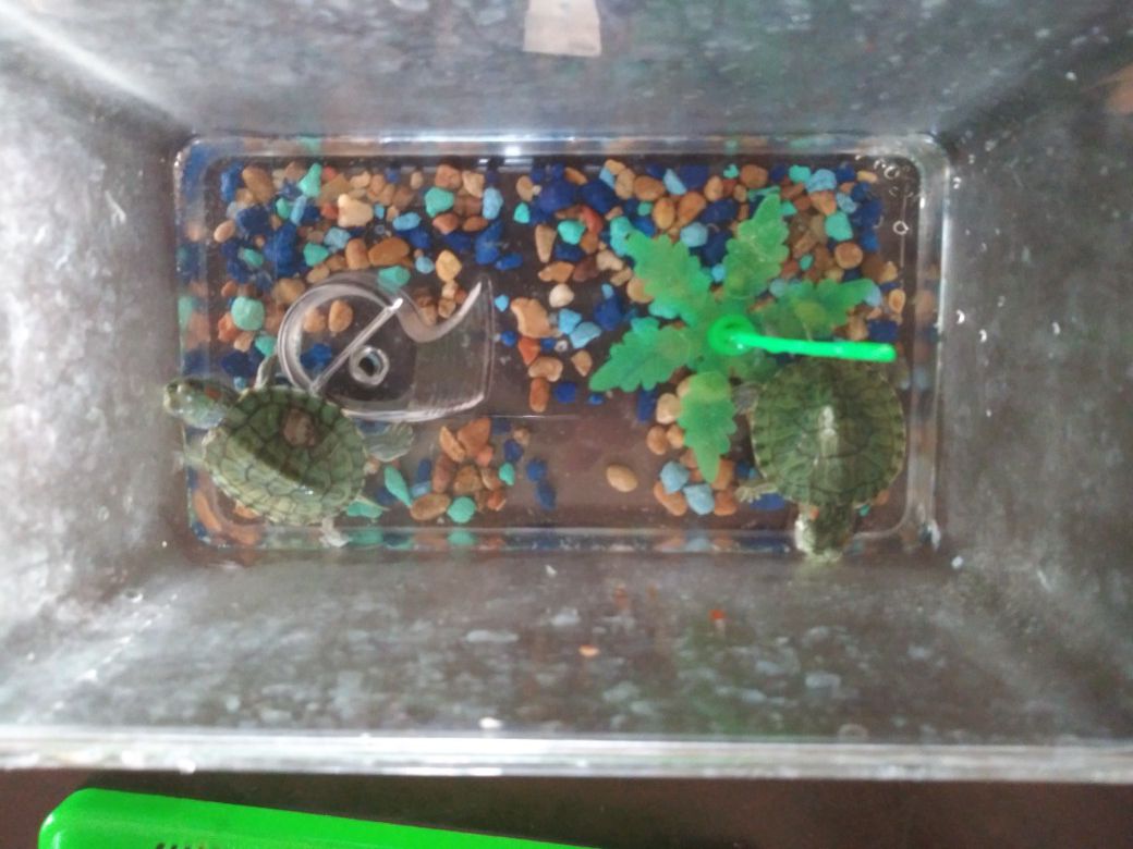 2 turtles for 5$