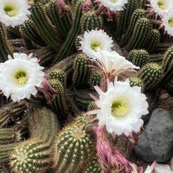 Easter Lily Cactus