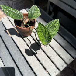 Monsteta Puru  (Rare)