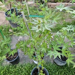 Maple Tree's, Green Color 