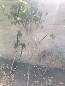 Chaya plant