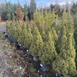 Dwarf Alberta Spruce Trees