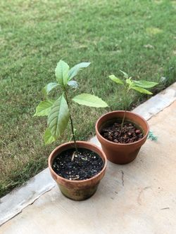 Avacado plant.....ORGANIC