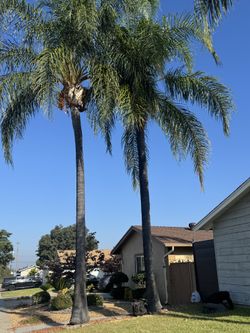 Palm And More