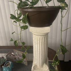 Vine Plant With Stand