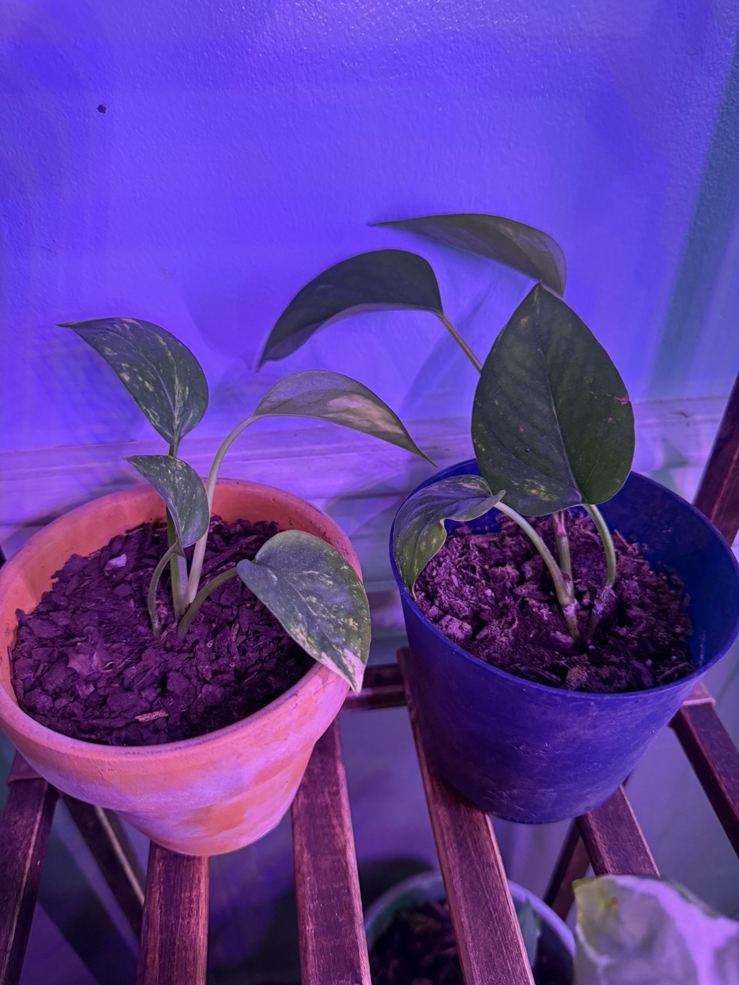 Golden Pothos - See description