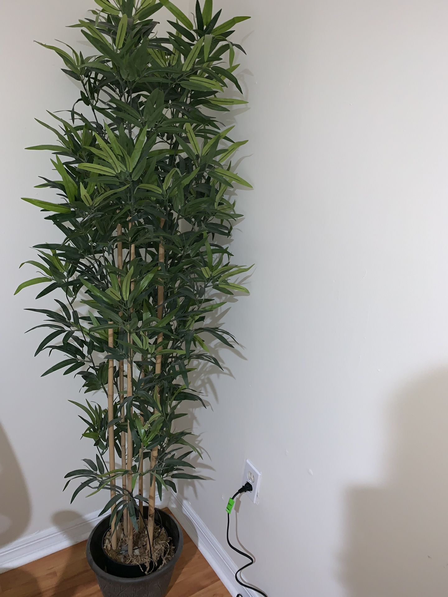 Indoor/Outdoor Bamboo Plant