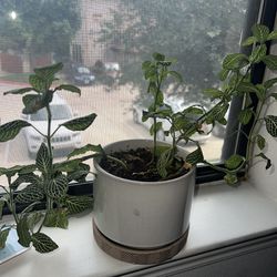 Plants And Pots! 