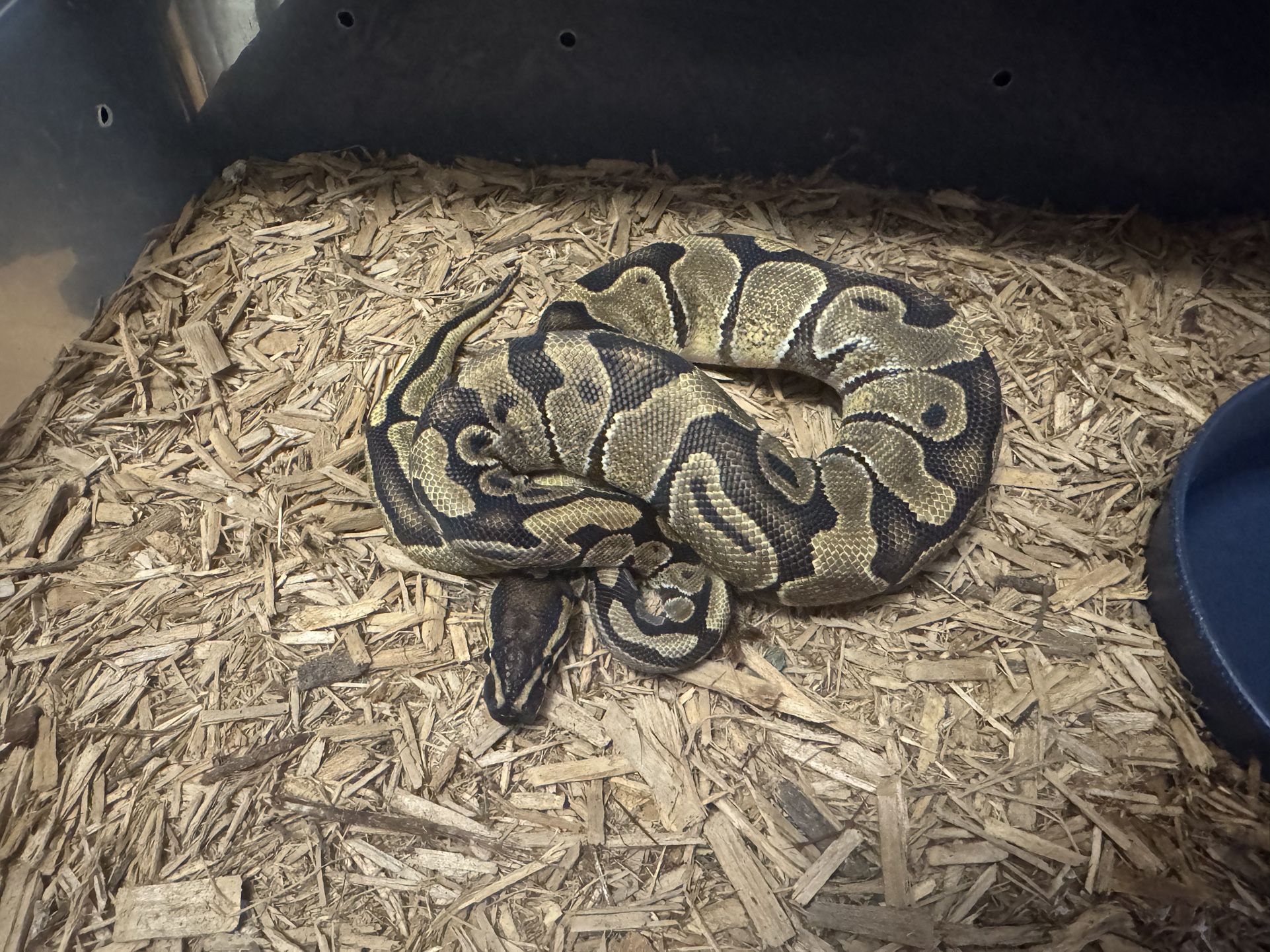 Snake Enclosure