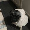 Koby