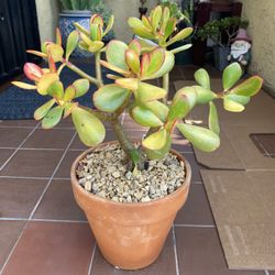 Sunset Jade Succulent 