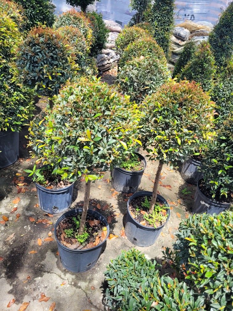 TOPIARIES SMALL