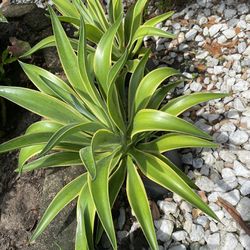 Foxtail Agave Plant 