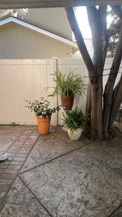 3 plants
